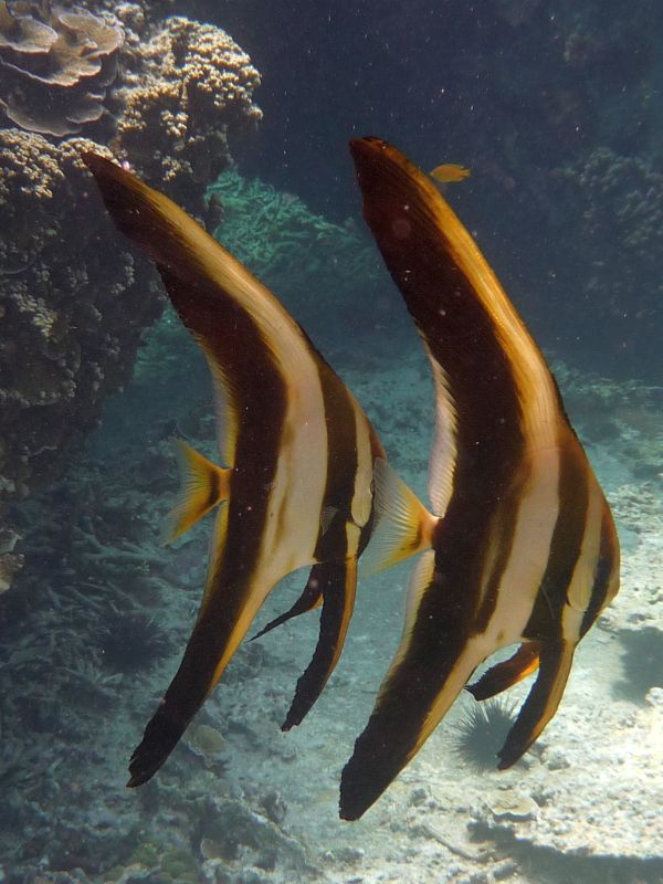 Fledermausfische.